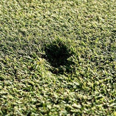 Pitchmarken hinterlassen oft tiefe Spuren auf den Grüns