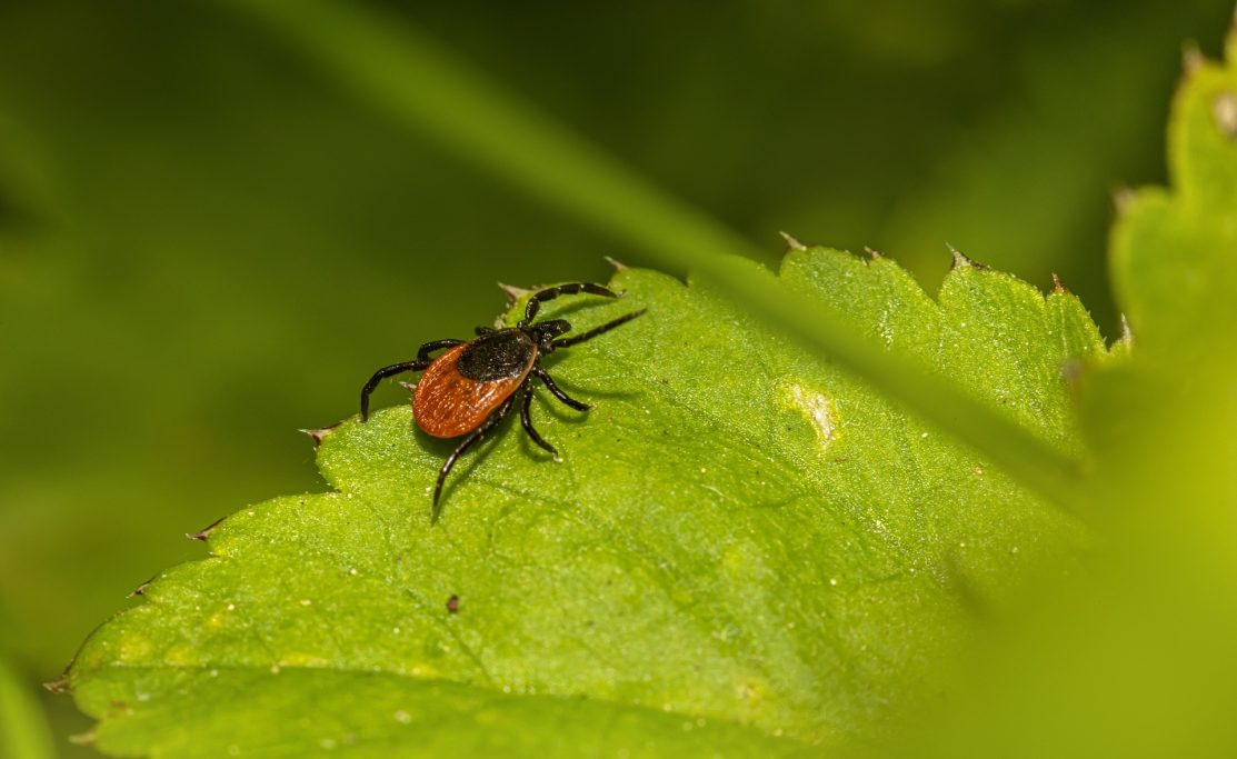 Zecke auf Blatt im Gras | Bild: Pixabay